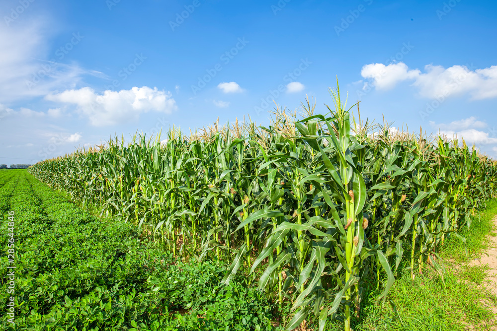The corn in the field