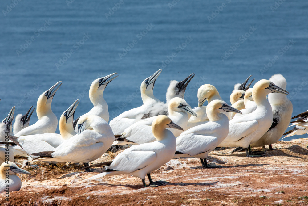 Basstölpel auf Helgoland