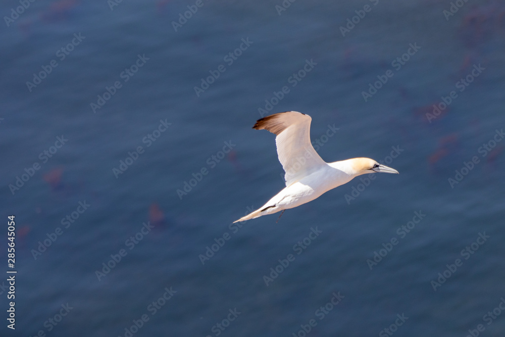 Obraz premium fliegender Basstölpel