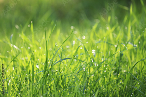 Green grass with water drops in sunlight, selective focus. Summer nature background, dew on vivid sunny meadow