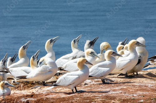 Basstölpel auf Helgoland