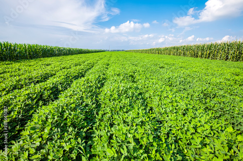 The fields of peanuts