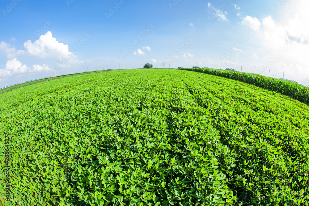 The fields of peanuts The fields of peanuts