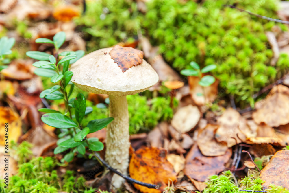 Edible small mushroom with brown cap Penny Bun leccinum in moss autumn forest background. Fungus in the natural environment. Big mushroom macro close up. Inspirational natural summer or fall landscape Edible small mushroom with brown cap Penny Bun leccinum in moss autumn forest background. Fungus in the natural environment. Big mushroom macro close up. Inspirational natural summer or fall landscape