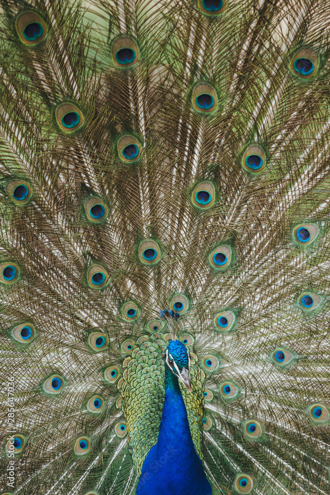 Fototapeta premium Mr. Peacock 1