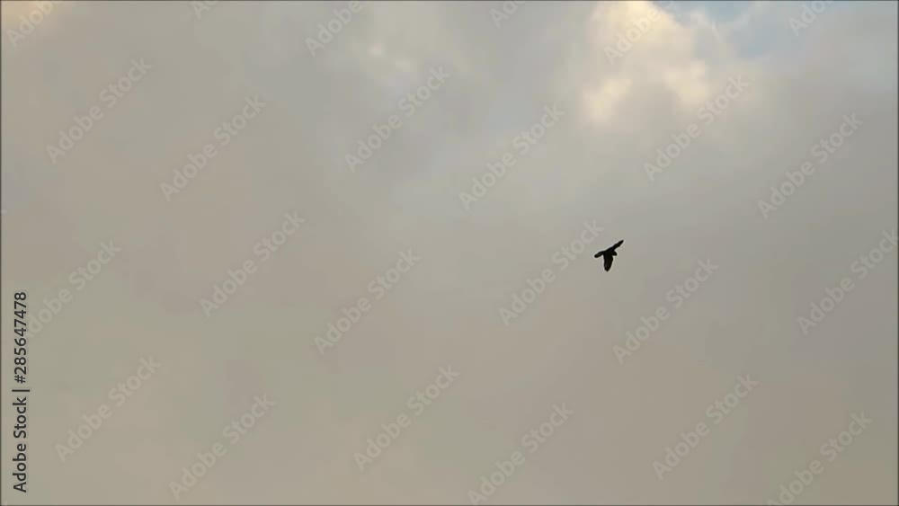 Kestrel flying under grey morning clouds over Andalusian village Kestrel flying under grey morning clouds over Andalusian village