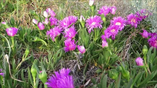 Succulent Ice Flower on embankment in Andalusian village photo