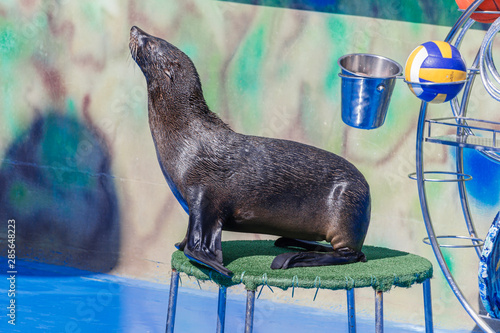 seal performs in the dolphinarium
