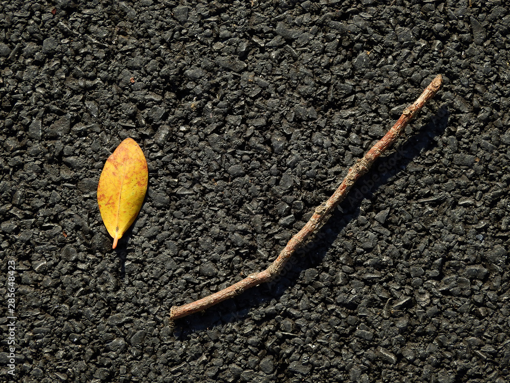 autumn leaf with dry branch on asphalt road autumn leaf with dry branch on asphalt road