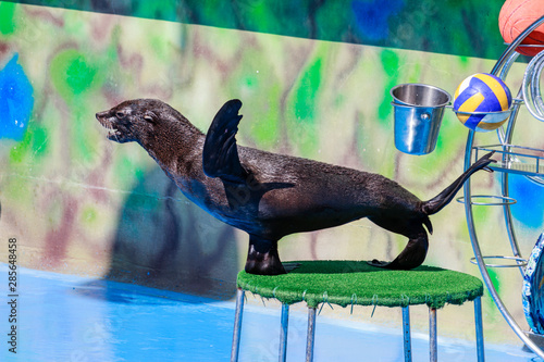 seal performs in the dolphinarium