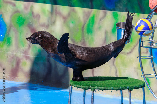 seal performs in the dolphinarium