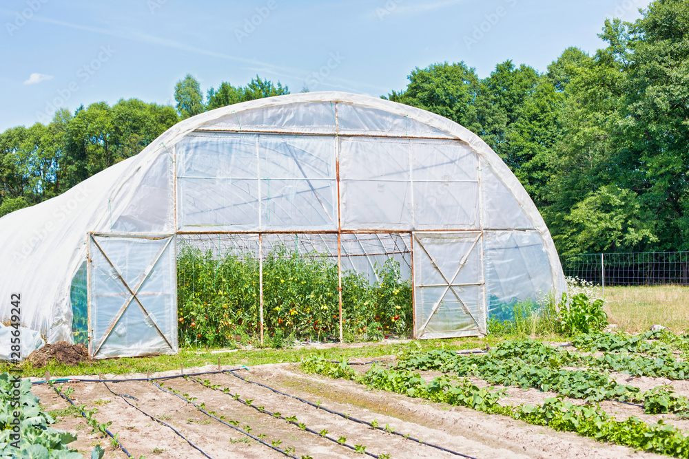 Close up view of a greenhouse with door open growing organic tomatoes