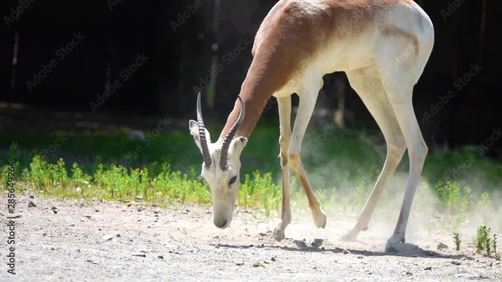 Dama gazelle, addra or mhorr gazelle (Nanger dama ruficollis, formerly