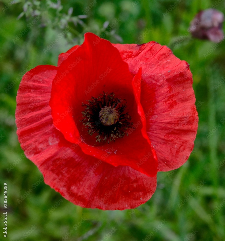 Coquelicot printanier à Corveissiat, France Coquelicot printanier à Corveissiat, France