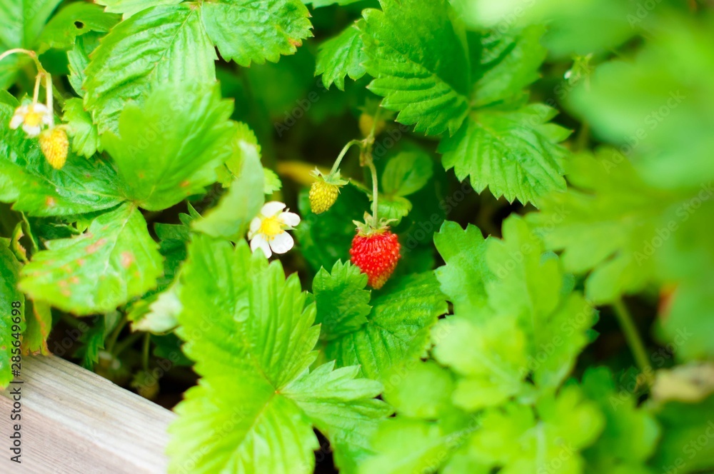 Wild forest strawberry Wild forest strawberry
