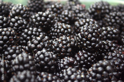blackberries on black background