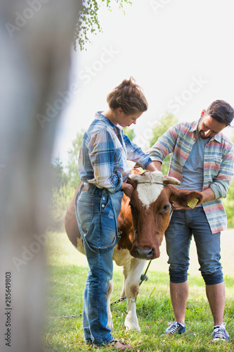Female and male farmers checking on their cows on their farm, concept family organic farm