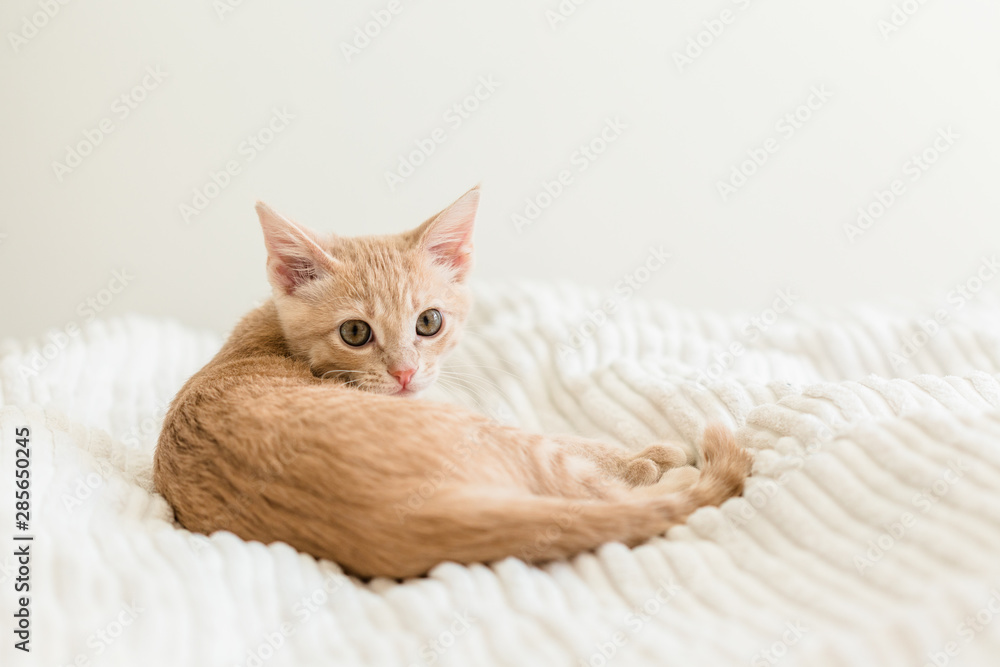 Young ginger kitten on white blanket, cute pet