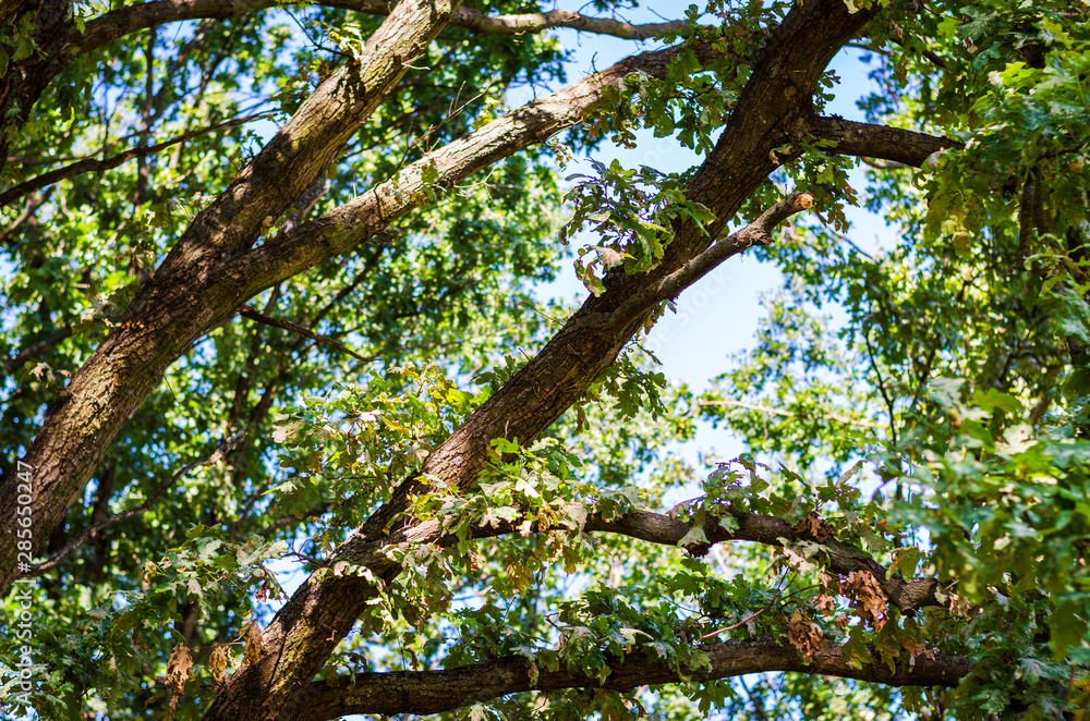 Fototapeta premium branches of old trees in the forest
