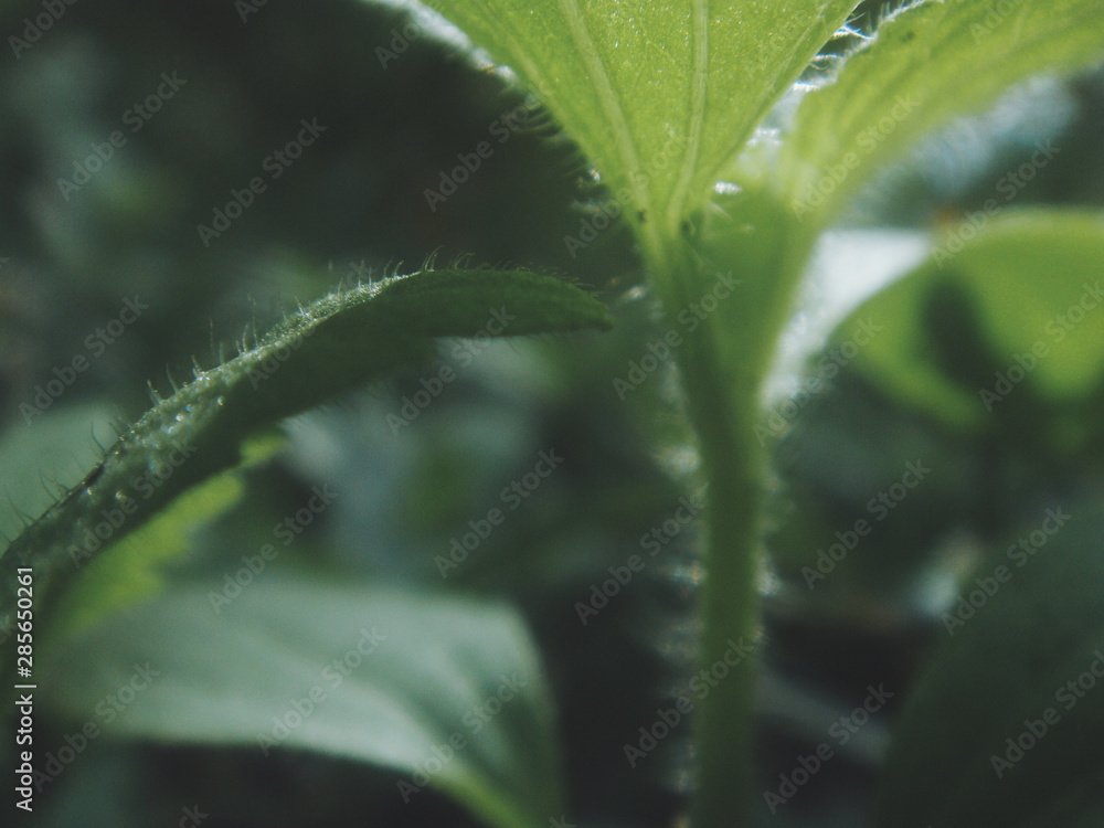 Green Plant Closeup