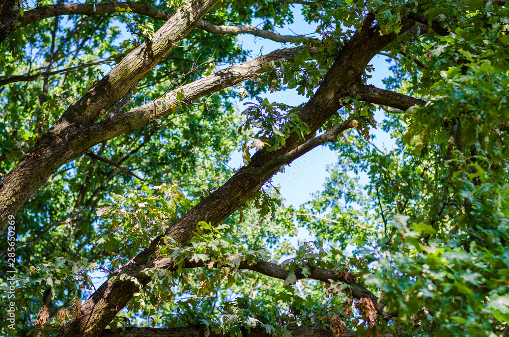 Fototapeta premium branches of old trees in the forest