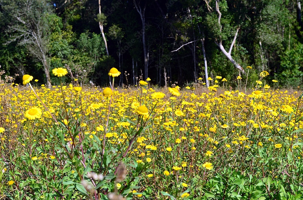 Obraz premium Um campo florido