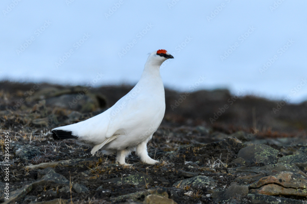 Lagopède alpin, male, .Lagopus muta, Rock Ptarmigan Lagopède alpin, male, .Lagopus muta, Rock Ptarmigan