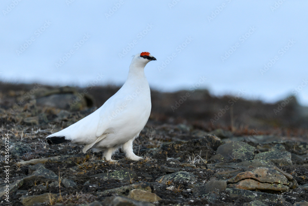 Lagopède alpin, male, .Lagopus muta, Rock Ptarmigan Lagopède alpin, male, .Lagopus muta, Rock Ptarmigan