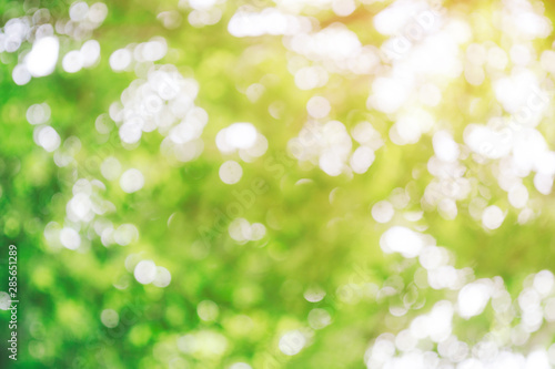 Close up beautiful abstract bokeh greenery nature background with copy space. Colorful outdoor blurred green plants landscape with abstract bokeh using as a background or wallpaper.
