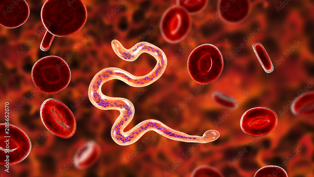Naklejka premium Brugia malayi in blood, a roundworm nematode, one of the causative agents of lymphatic filariasis, 3D illustration showing presence of sheath around the worm and two non-continous nuclei in the tail