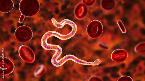 Brugia malayi in blood, a roundworm nematode, one of the causative agents of lymphatic filariasis, 3D illustration showing presence of sheath around the worm and two non-continous nuclei in the tail photo