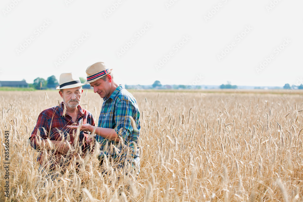 Obraz premium Mautre farmer showing wheat grains to senior farmer in field