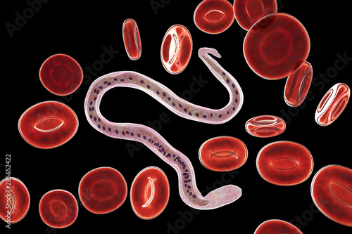 Wuchereria bancrofti, a roundworm nematode, one of the causative agents of lymphatic filariasis, 3D illustration showing presence of sheath around the worm and tail niclei non-extending to tip photo