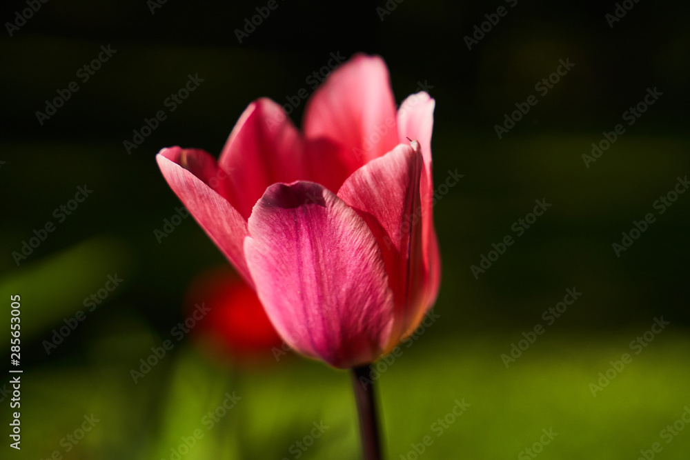 Close up photo of single sunlit lilac tulip flower with delicate petals against blur background. Macro flowers, macro nature. Tulip festival in Saint-Petersburg, Russia. Close up photo of single sunlit lilac tulip flower with delicate petals against blur background. Macro flowers, macro nature. Tulip festival in Saint-Petersburg, Russia.