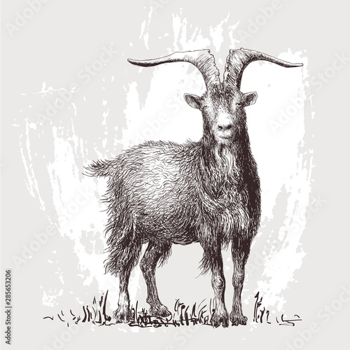 Mountain goat. Vector illustration 