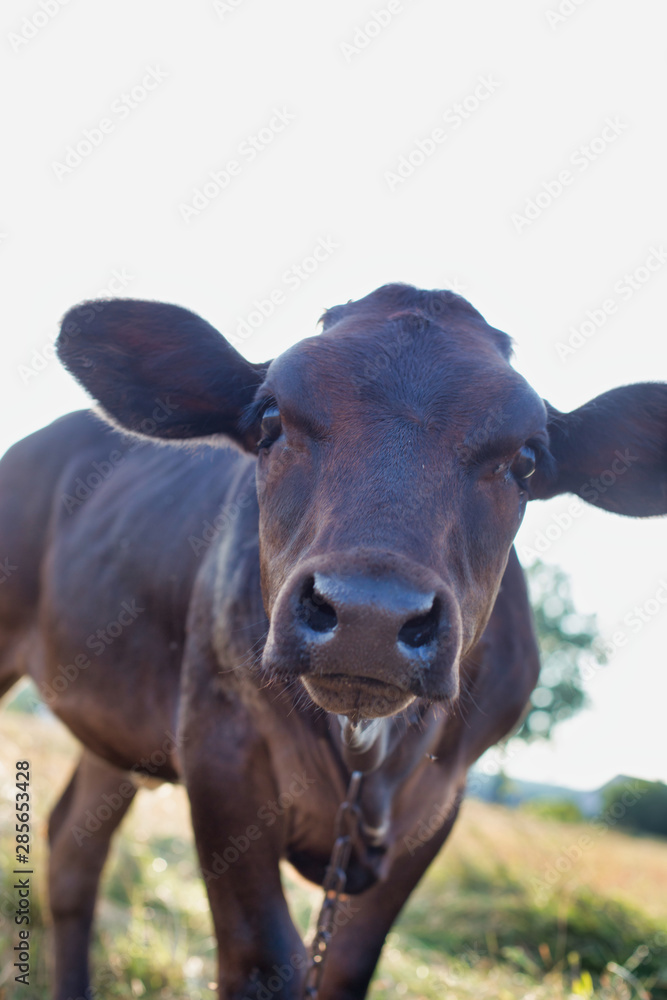 Close up of Black cow in farm