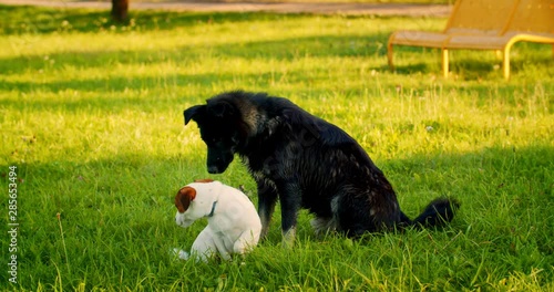Friendship of two dogs black and white.