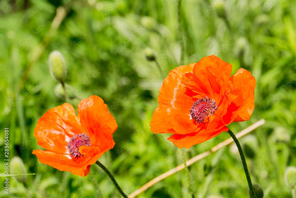 Fototapeta premium Red poppy and grass