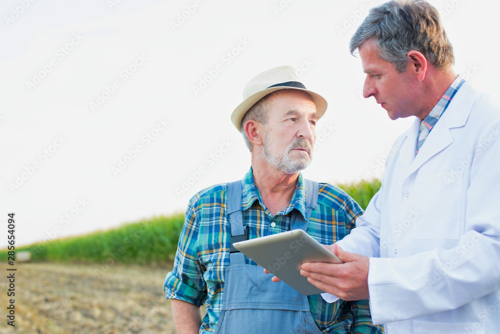 Crop scientist showing digital tablet to senior farmer against corn fields Crop scientist showing digital tablet to senior farmer against corn fields