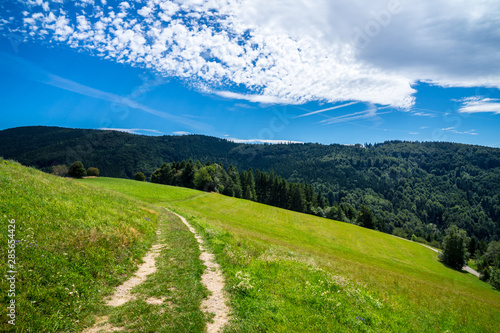 Fototapeta Naklejka Na Ścianę i Meble -  Germany, Breathtaking beautiful natural german nature landscape hiking trail on top of black forest mountain near schauinsland and st ulrich on hot summer day with blue sky