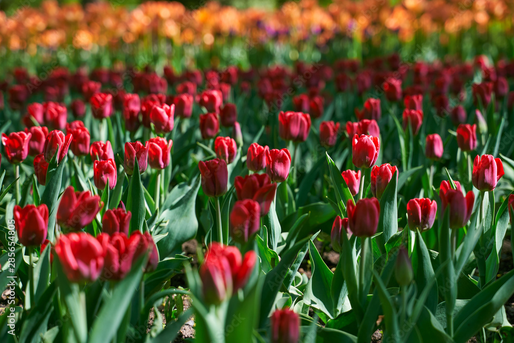 Tulip festival illuminated by sunshine in park Tulip festival illuminated by sunshine in park