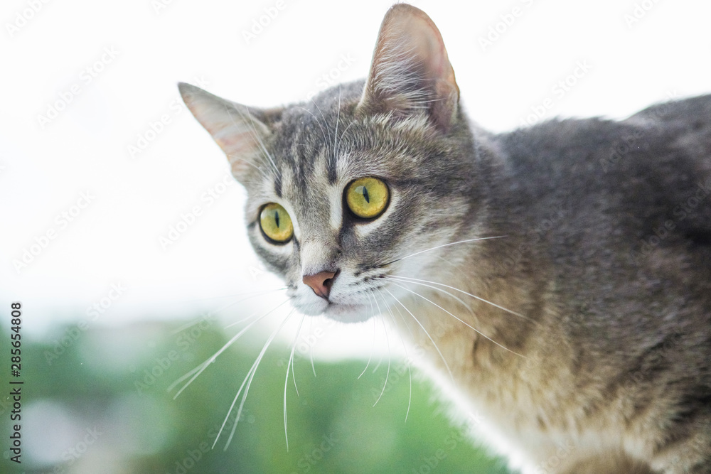 Portrait of a beautiful gray cat on a light background