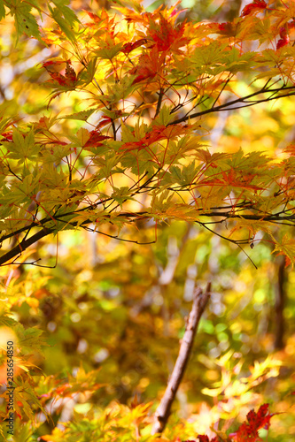 妙高戸隠高原国立公園の紅葉。戸隠 長野 日本。１０月下旬。