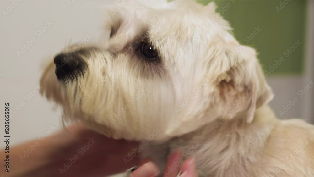 Beautiful dog, close up getting his hair cut by scissors at the groomer salon . Beautiful dog, close up getting his hair cut by scissors at the groomer salon .