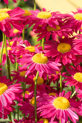 Beautiful Red Argyranthemum  Marguerite  Marguerite daisy or Dill daisy