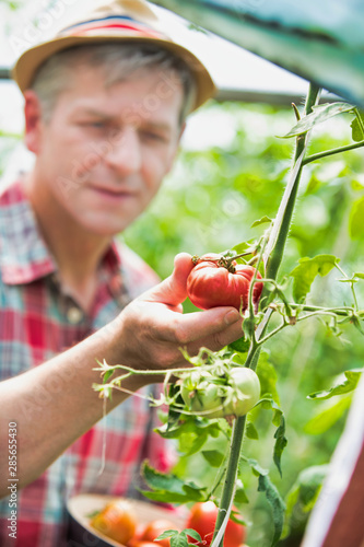 Mature farmer harvesting tomato in field
