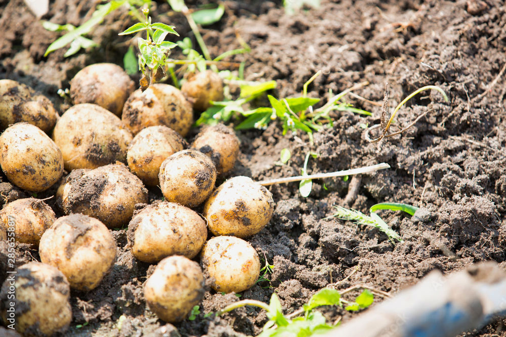 Close up of newly harvest potatoes on the ground at farm Close up of newly harvest potatoes on the ground at farm