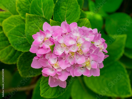 Macro image, Close up pink Hydrangea flower. photo