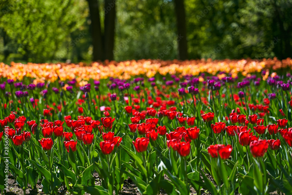 Tulip festival illuminated by sunshine in park Tulip festival illuminated by sunshine in park