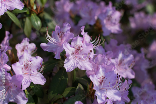 White and pink Rhododendron mucronulatum flowers in spring garden photo